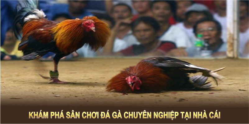 Khám phá sân chơi đá gà chuyên nghiệp tại nhà cái